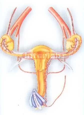 PLATE-HANGING FEMALE GENITAL ULTERUS SYSTEM